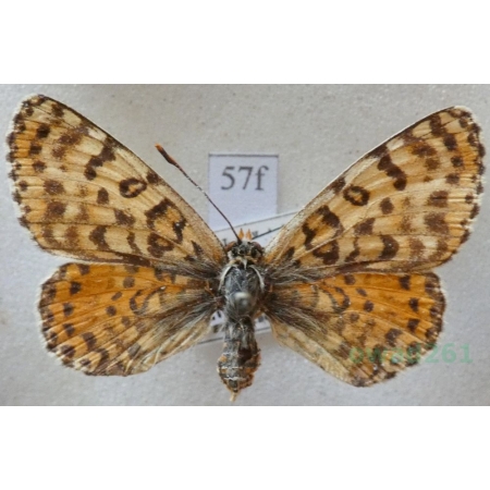 Melitaea didyma (Esper, 1778) female Przeplatka didyma Czech57f